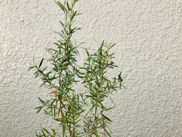 【ティートリー効能】肌・ボディへの使い方と注意点『皮膚トラブル』に役立てよう！